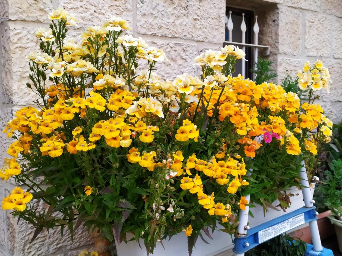 Cozy Garden Apartment Yerusalem Bagian luar foto
