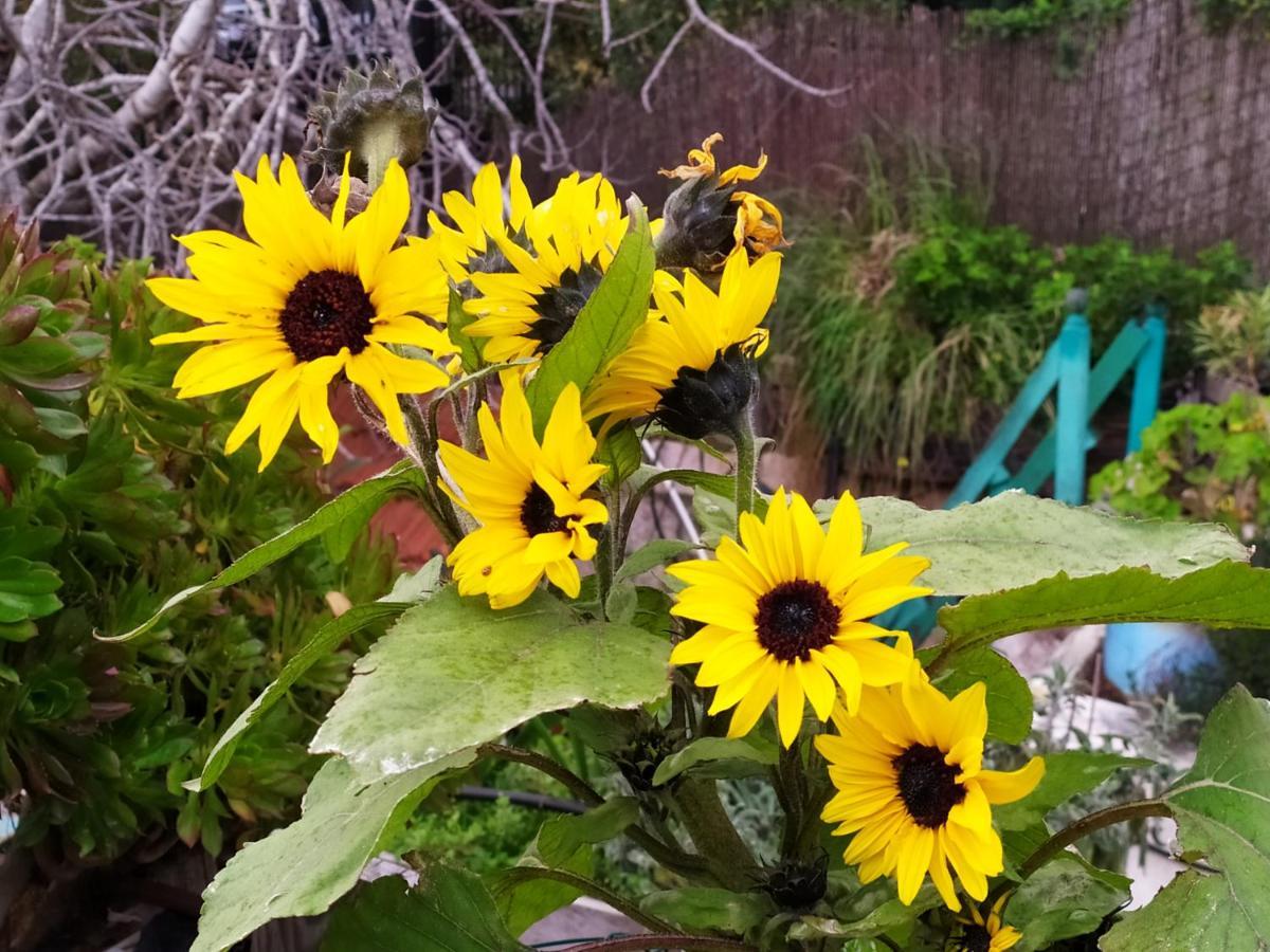 Cozy Garden Apartment Yerusalem Bagian luar foto